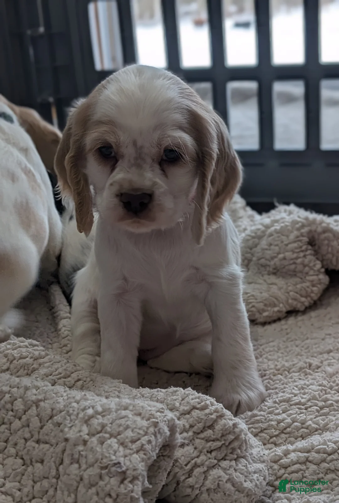 Cocker Spaniel dogs for sale: Zoey - Ad 7