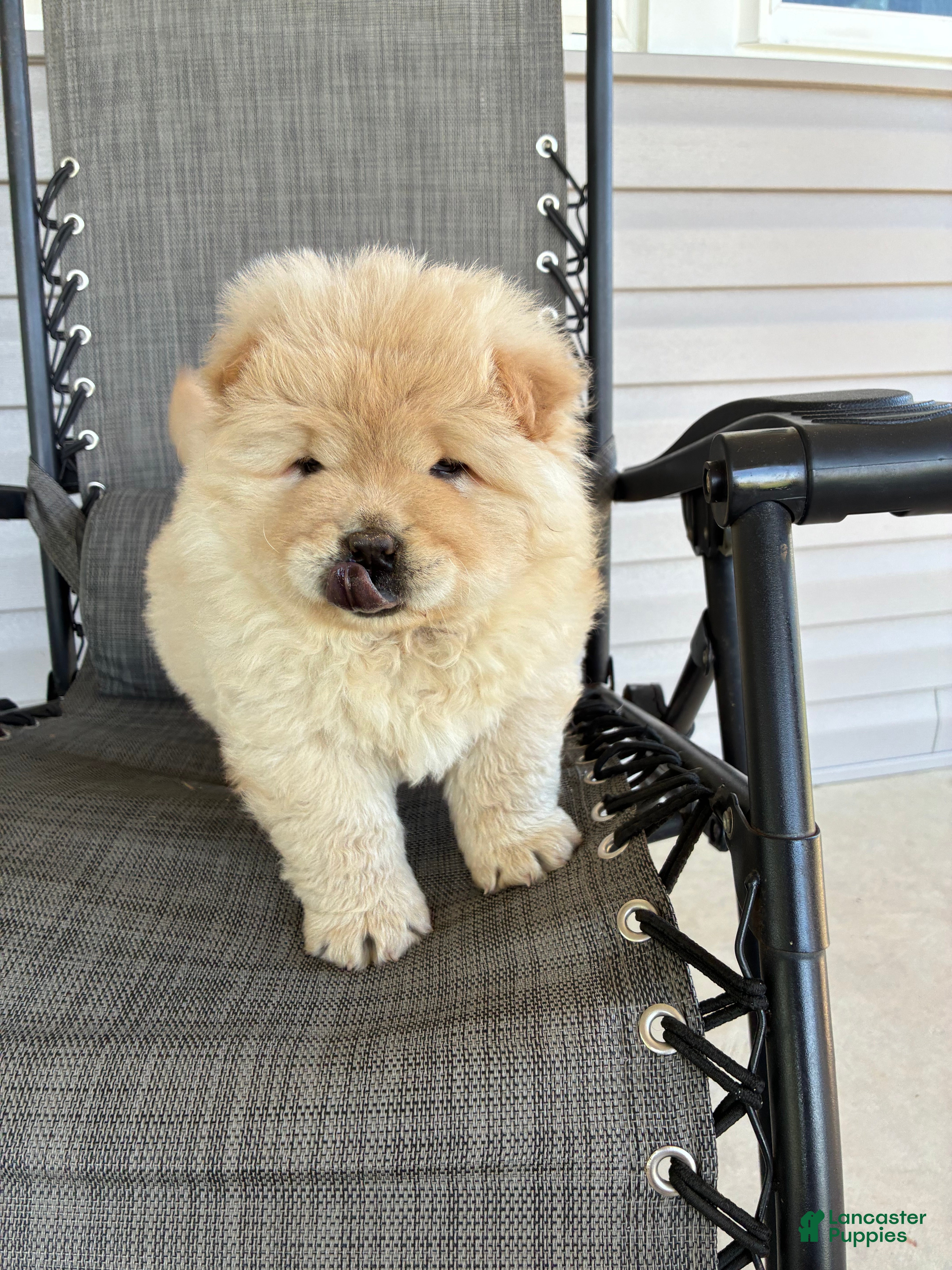 Chow Chow dogs Hunter - Ad 2