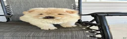 Chow Chow dogs for sale: Hunter - Ad 2