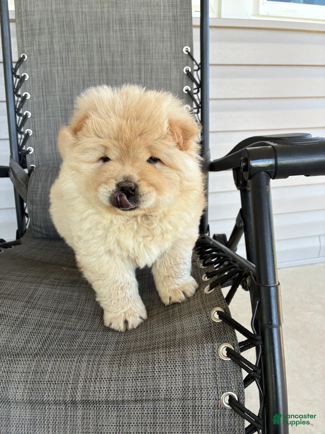Chow Chow dogs for sale: Hunter - Ad 2