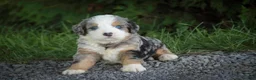 Mini Bernedoodle dogs for sale: Mingo Mini Bernedoodle  - Ad 4