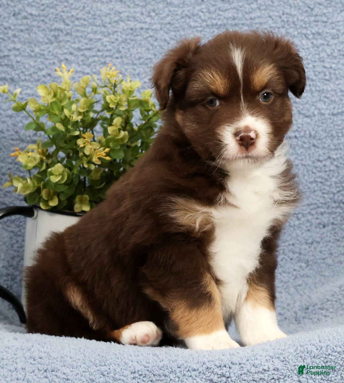 Miniature Australian Shepherd dogs Rowan - Ad 2