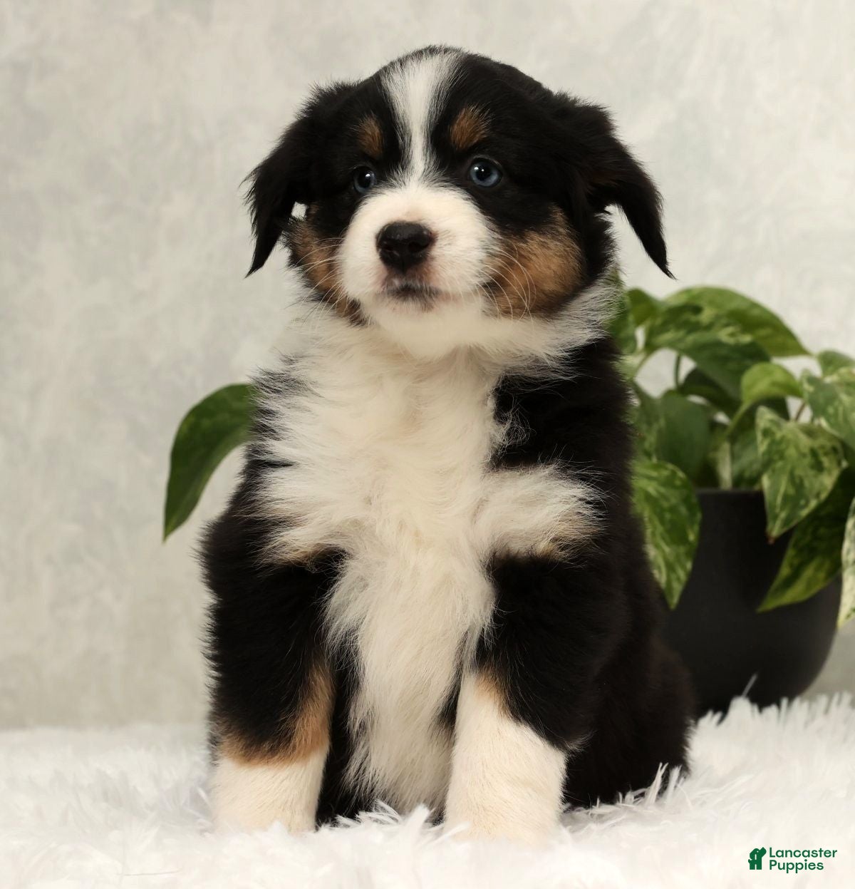 Miniature Australian Shepherd dogs Sophie - Ad 1