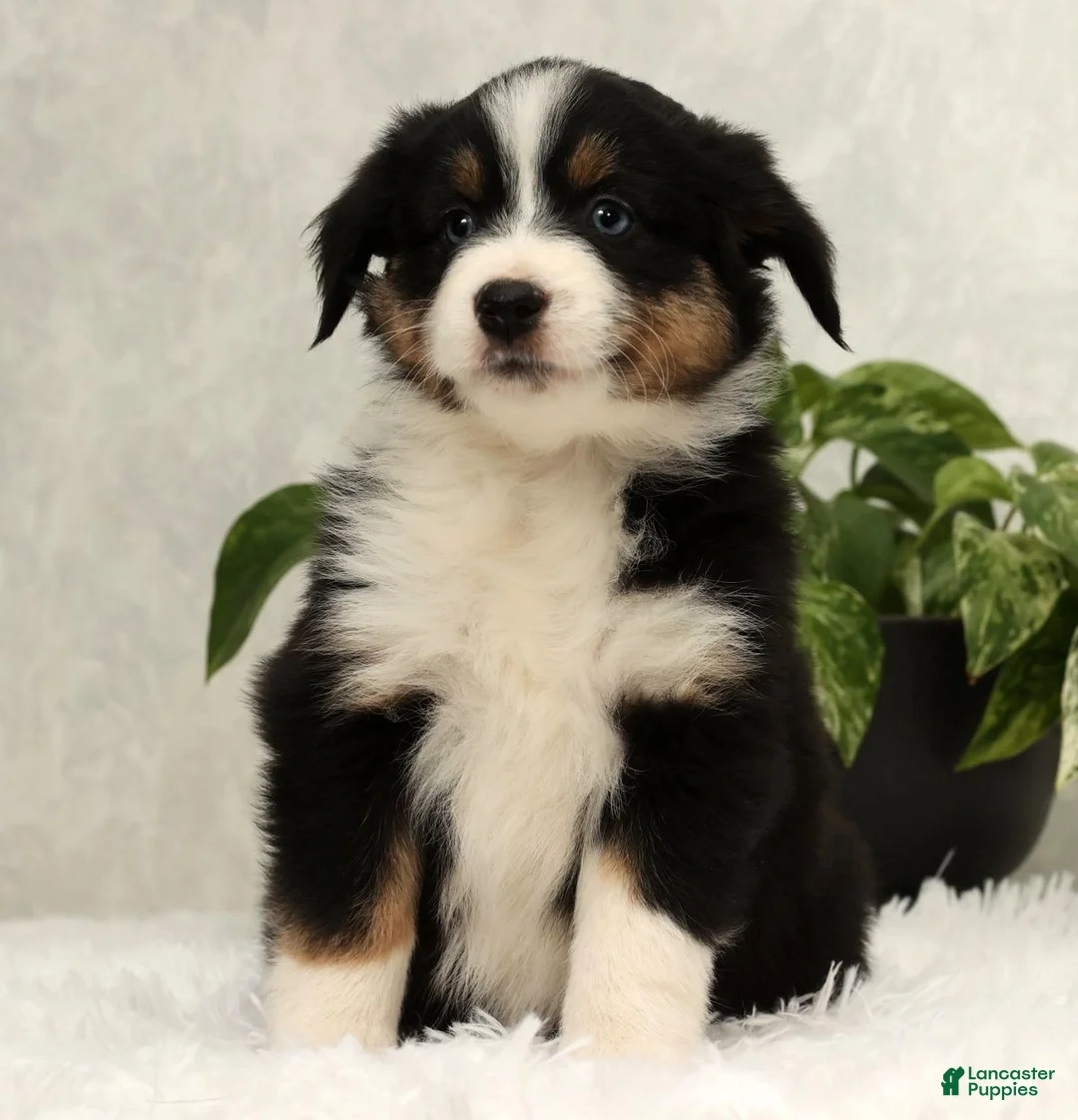 Miniature Australian Shepherd dogs for sale: Sophie - Ad 1