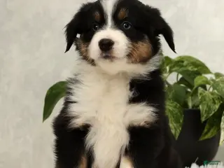 Miniature Australian Shepherd dogs Sophie - Ad 1