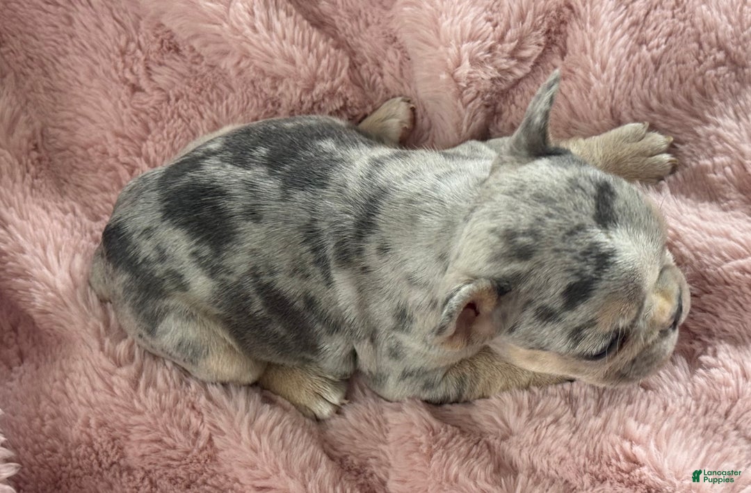 French Bulldog dogs for sale: Willow - Ad 3