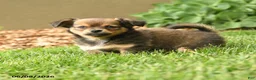 Chihuahua dogs for sale: Matt  - Ad 4
