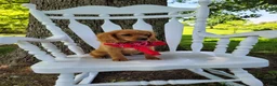 Cavapoo dogs for sale: Cavapoo Puppy 3 - Ad 4