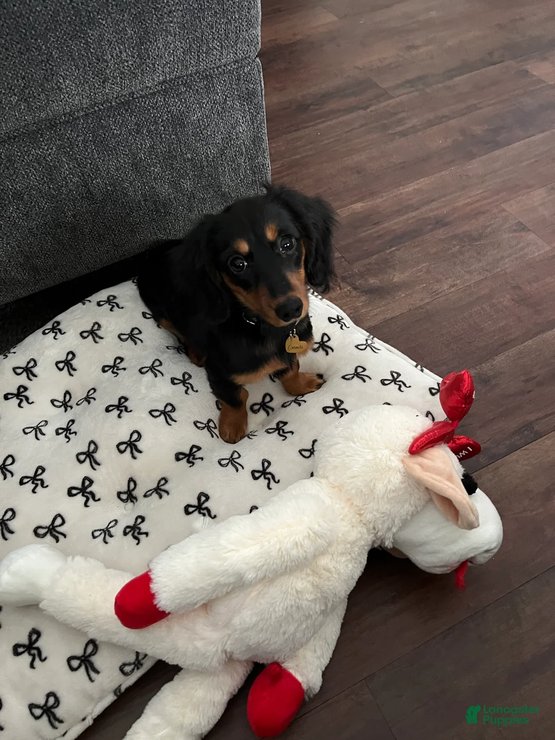 Miniature Dachshund dogs for sale: Miniature Dachshund Puppy 1 - Ad 2