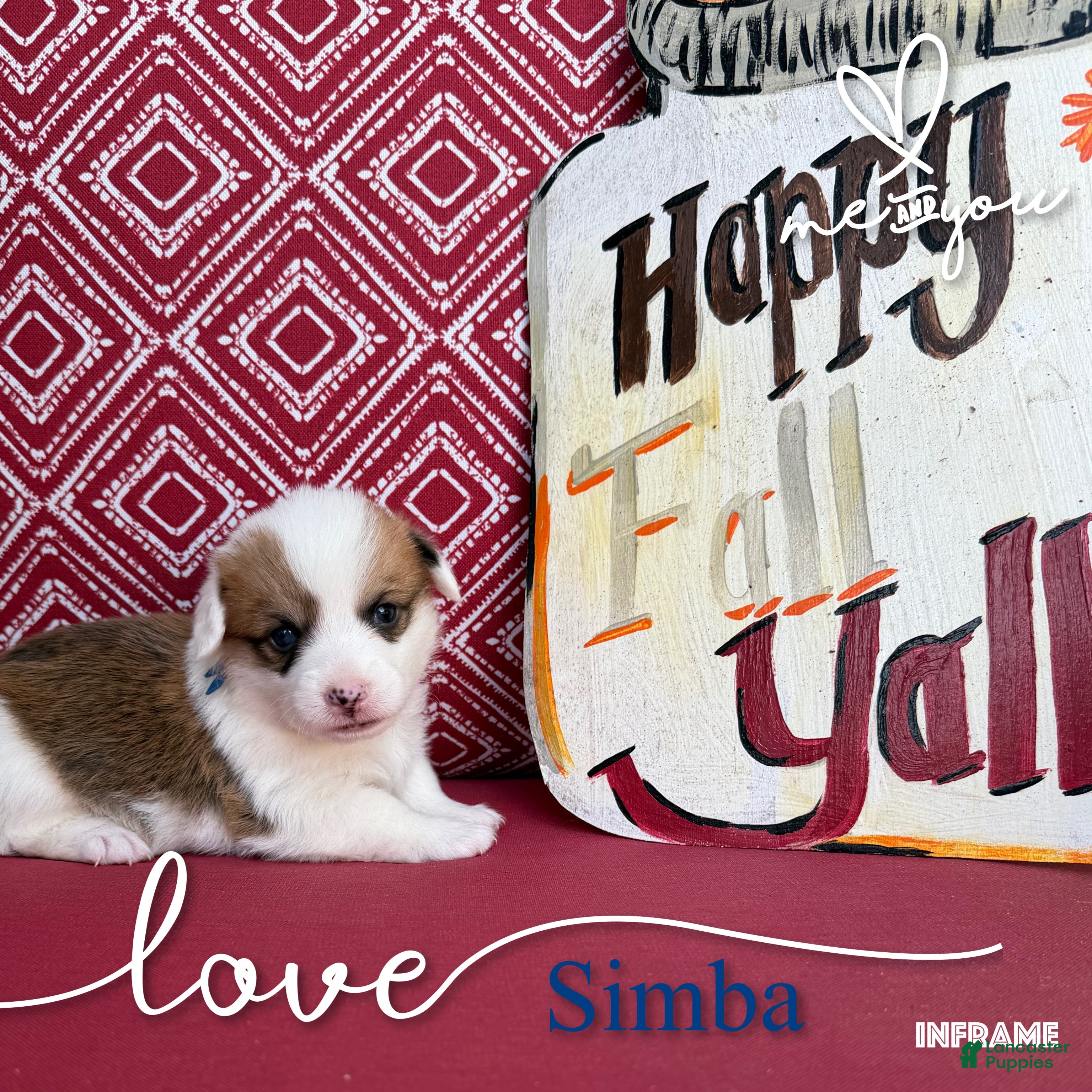 Welsh Corgi Pembroke dogs Simba - Ad 2