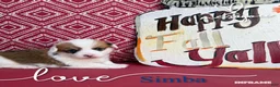Welsh Corgi Pembroke dogs for sale: Simba - Ad 2
