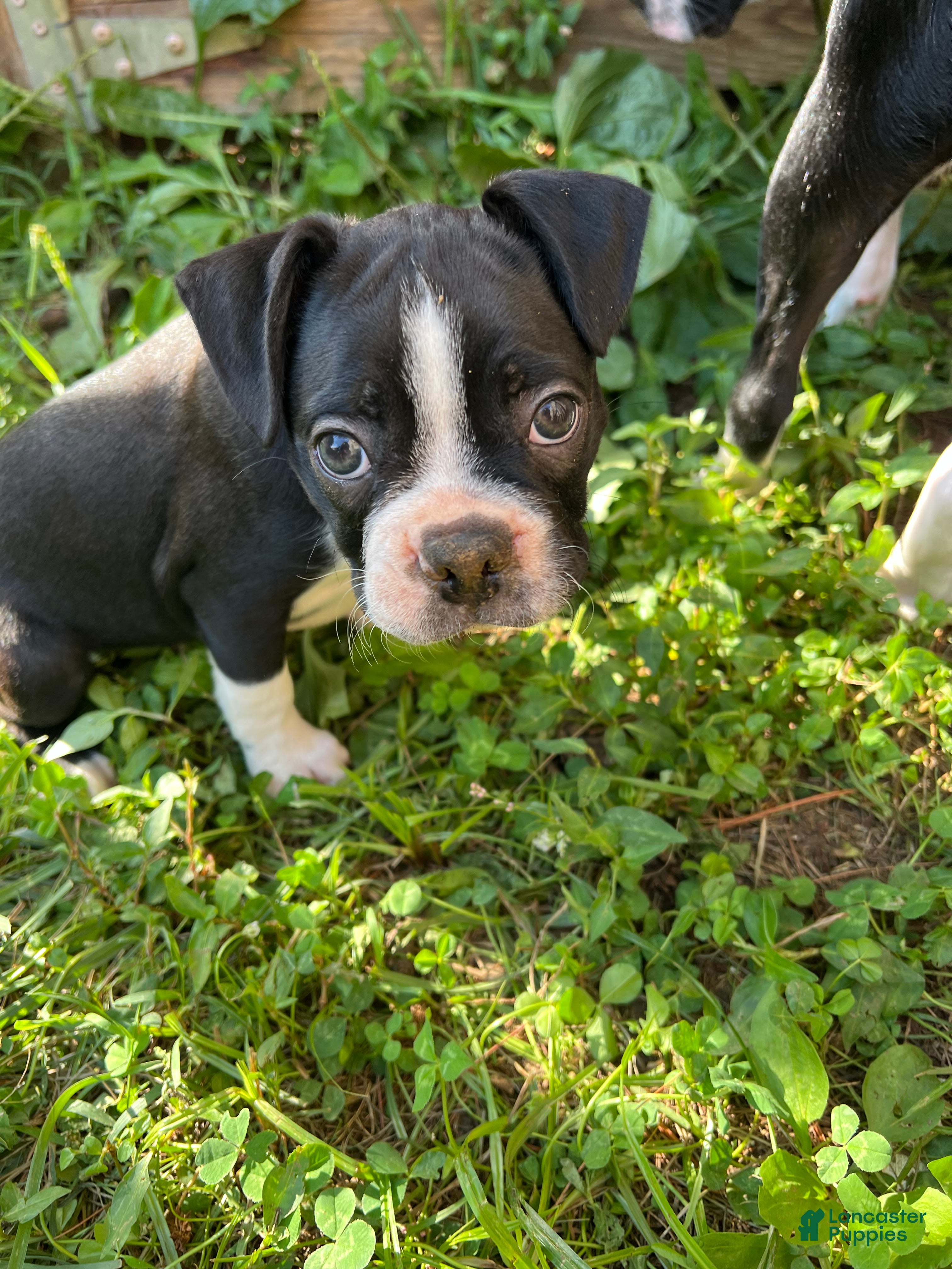 Boston Terrier dogs Boston Terrier 3 - Ad 12