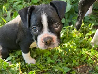Boston Terrier dogs Boston Terrier 3 - Ad 12