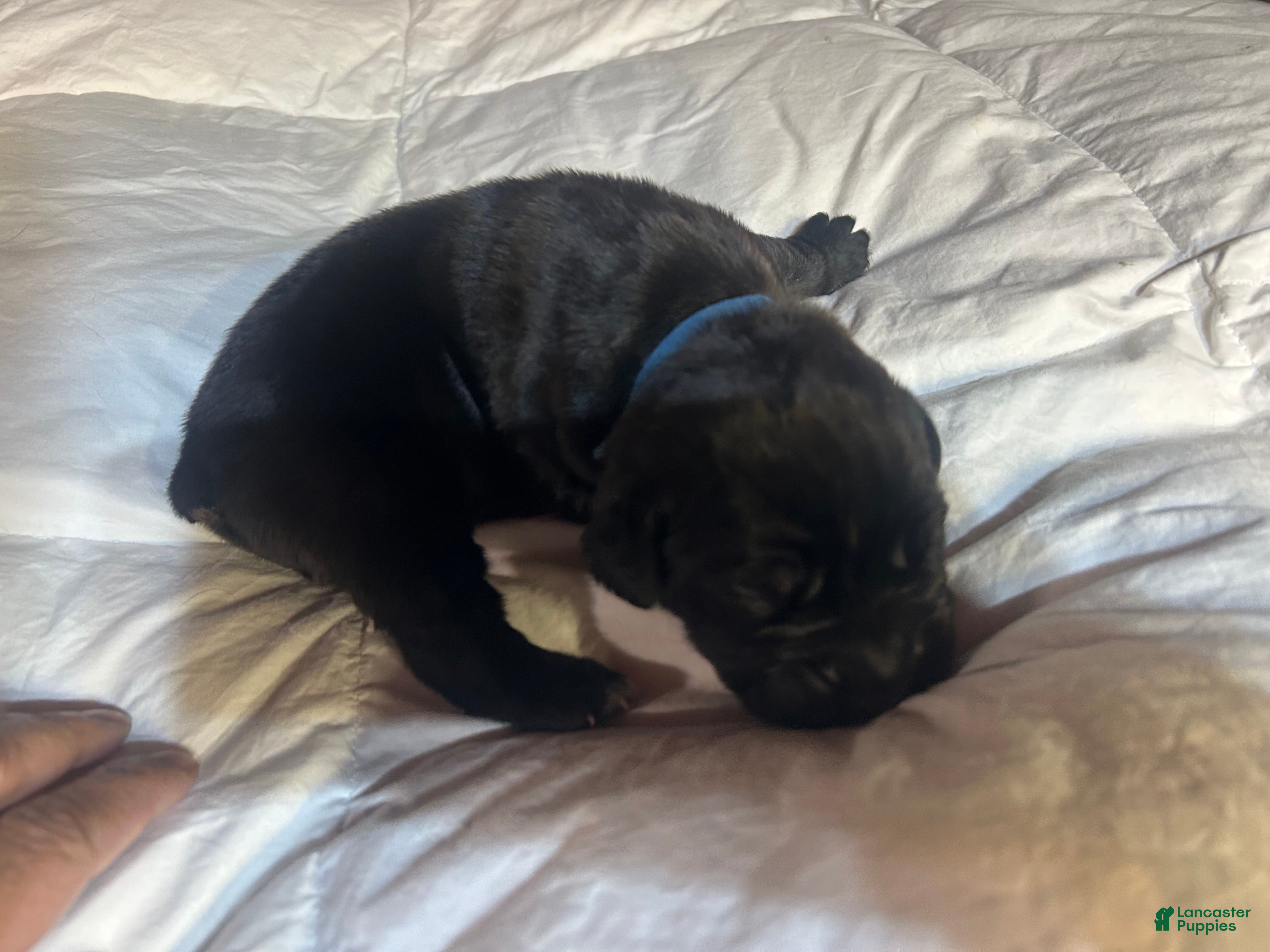 Cane Corso dogs Cane Corso Puppy 6 - Ad 1