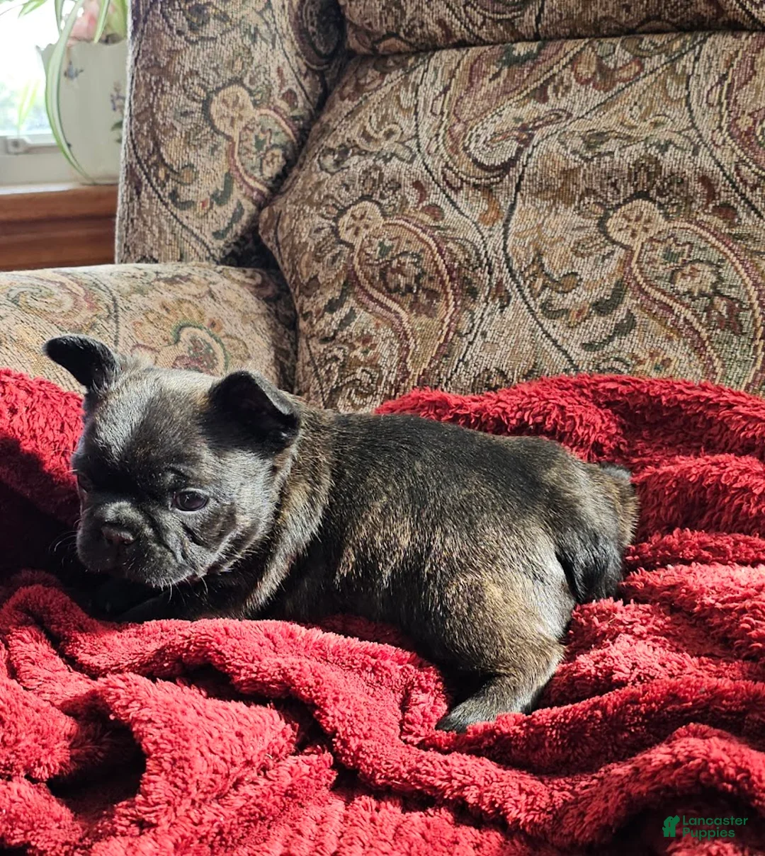 Mixed Breed dogs for sale: JimJam 75% French - Ad 2