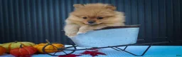 Pomeranian dogs for sale: 🐾 Meet Rosco — A Bouncy Little Ball of Fluff! 🐾 - Ad 5