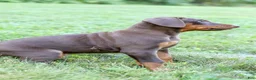 Doberman Pinscher dogs for sale: OSWALD - Ad 5