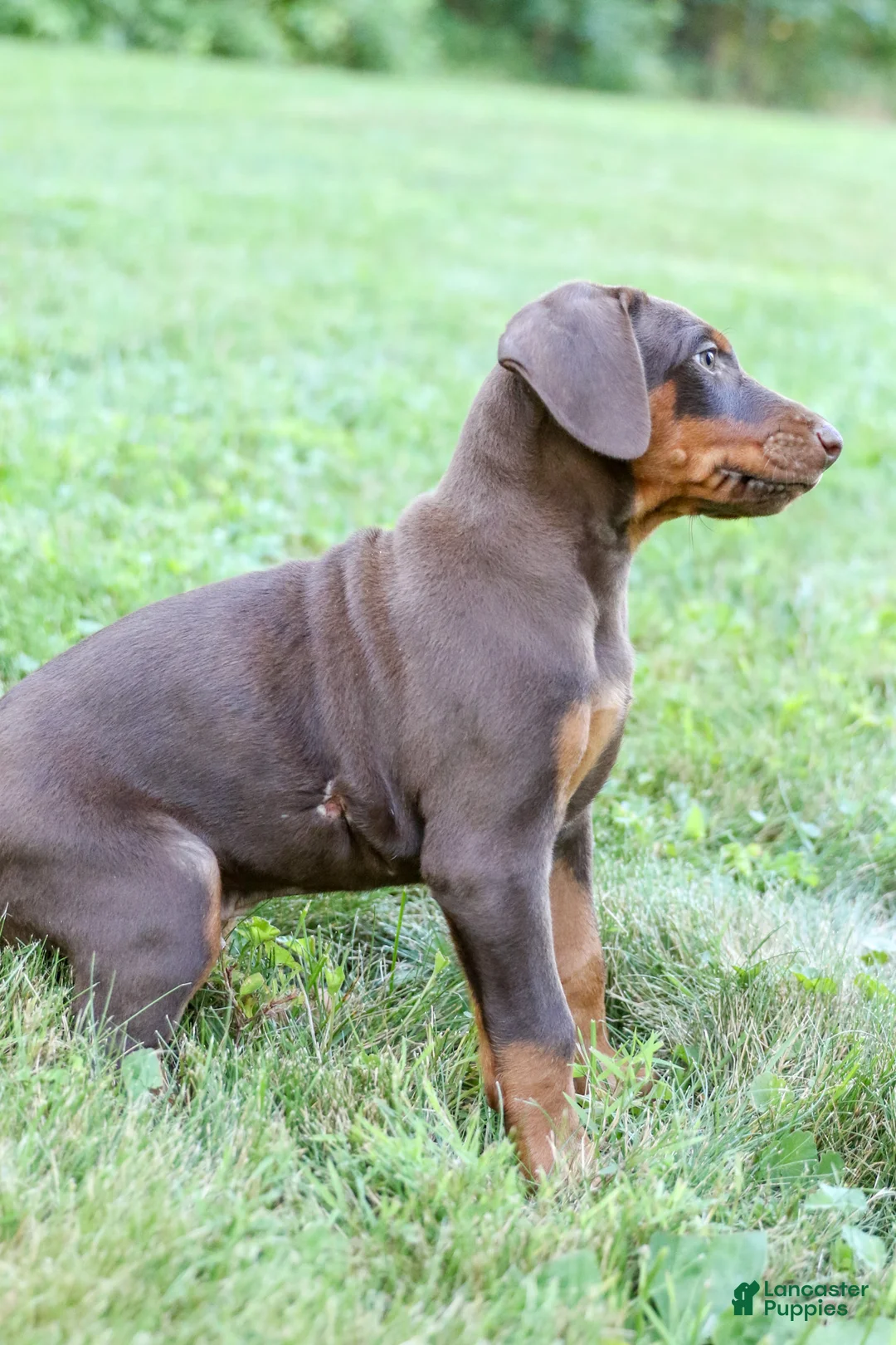 Doberman Pinscher dogs for sale: OSWALD - Ad 5