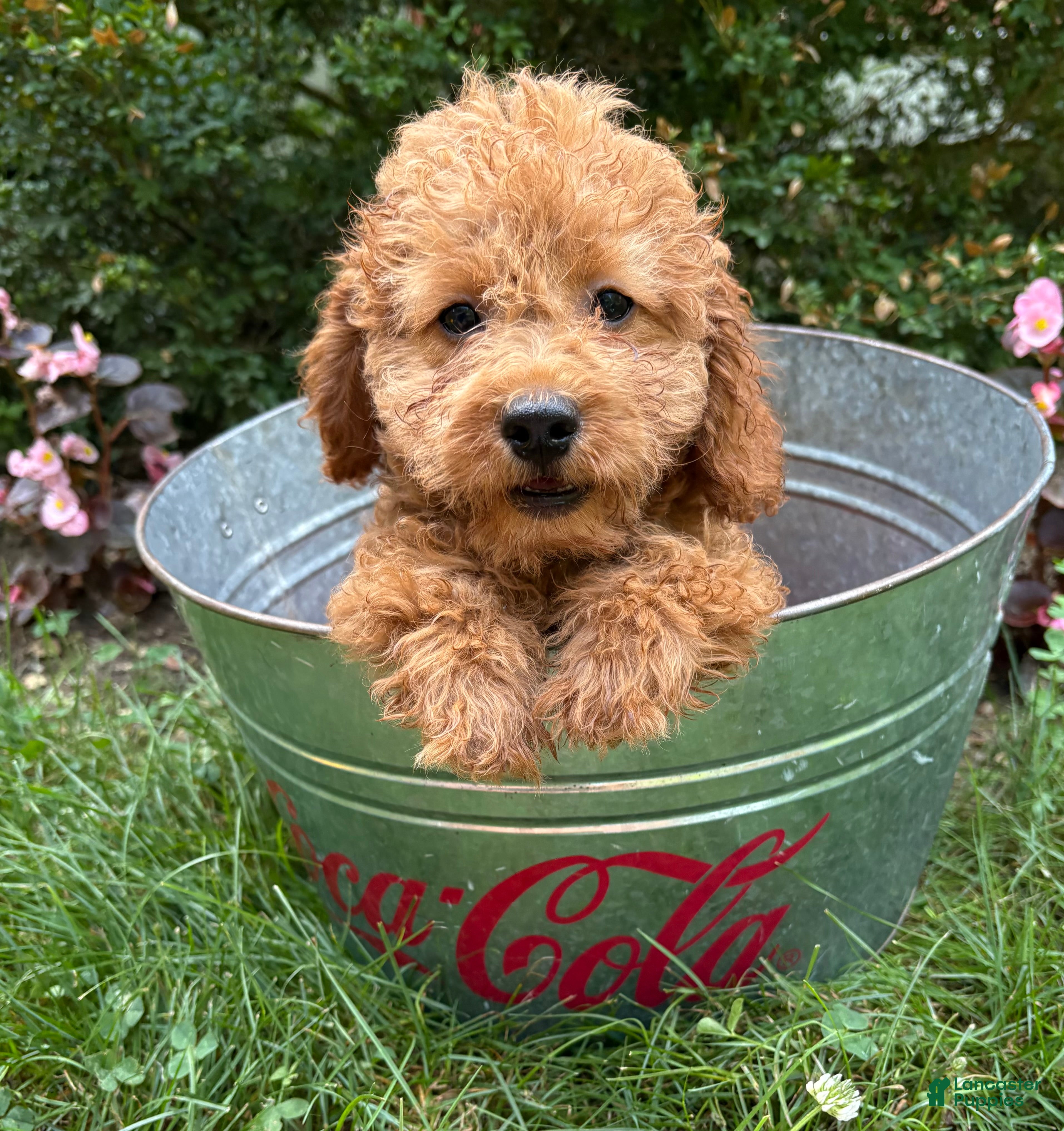Cockapoo dogs Zayla - Ad 2