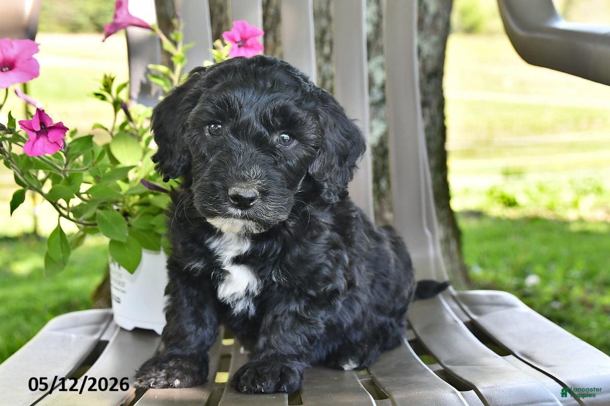 Goldendoodle dogs Tucker - Ad 2