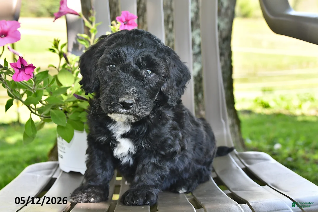 Goldendoodle dogs for sale: Tucker - Ad 2