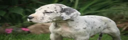 Great Dane dogs for sale: Benson Great Dane  - Ad 5