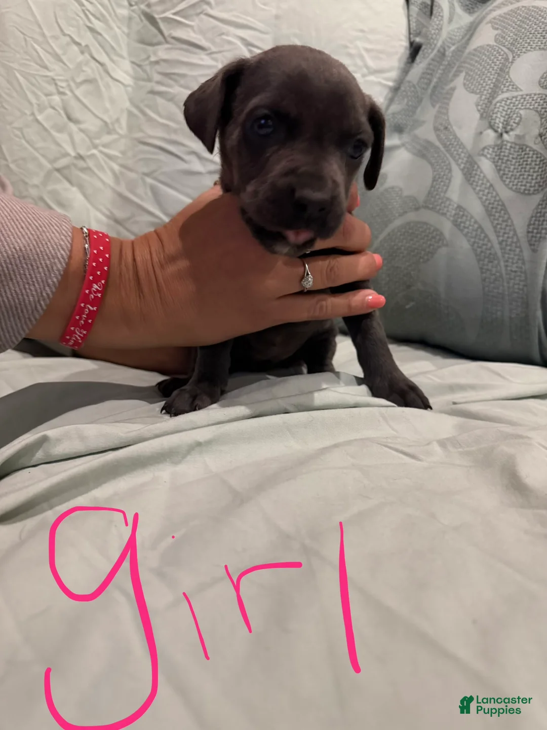 Cane Corso dogs for sale: Cane Corso Puppy 12 - Ad 1