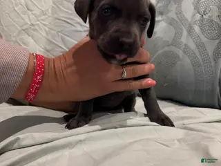 Cane Corso dogs Cane Corso Puppy 12 - Ad 32