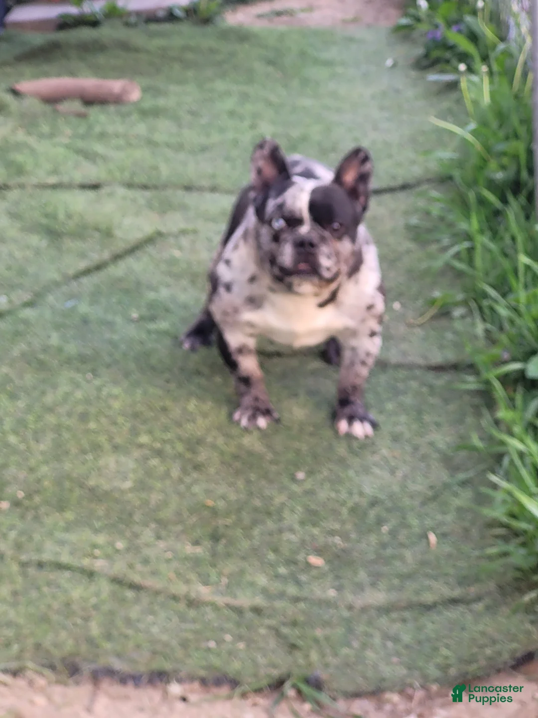 French Bulldog dogs for sale: French Bulldog Puppy 1 - Ad 2