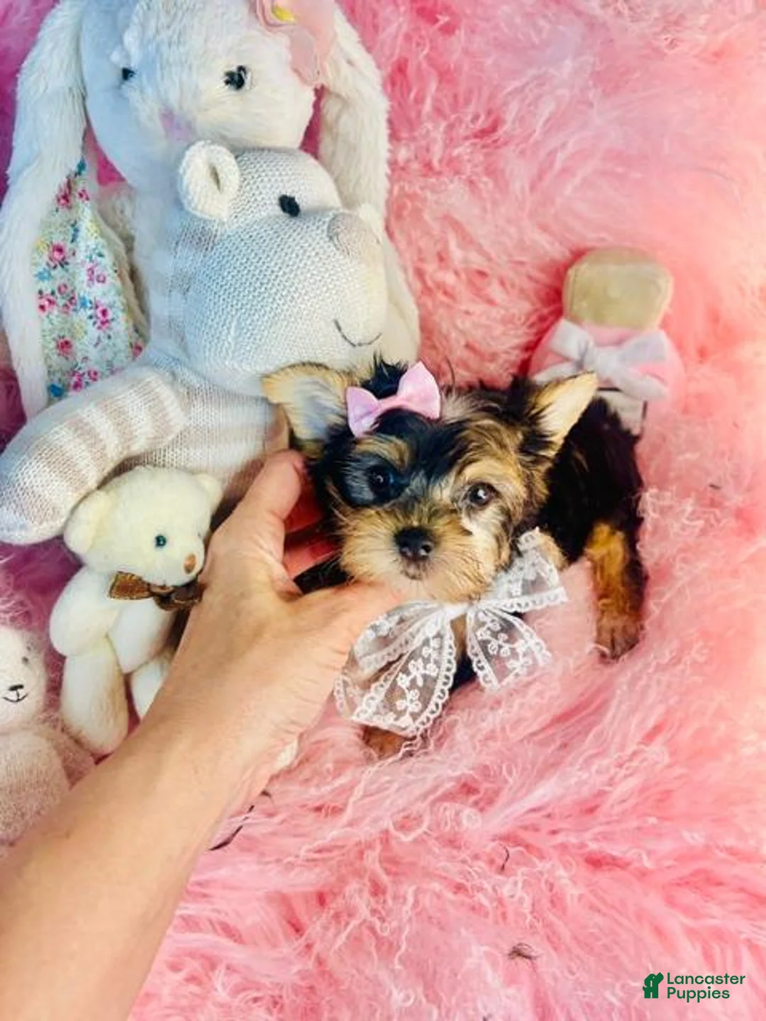 Yorkshire Terrier dogs for sale: Yorkshire Terrier 1 - Ad 4