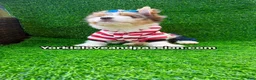 Yorkshire Terrier dogs for sale: Parti Merle male  - Ad 4