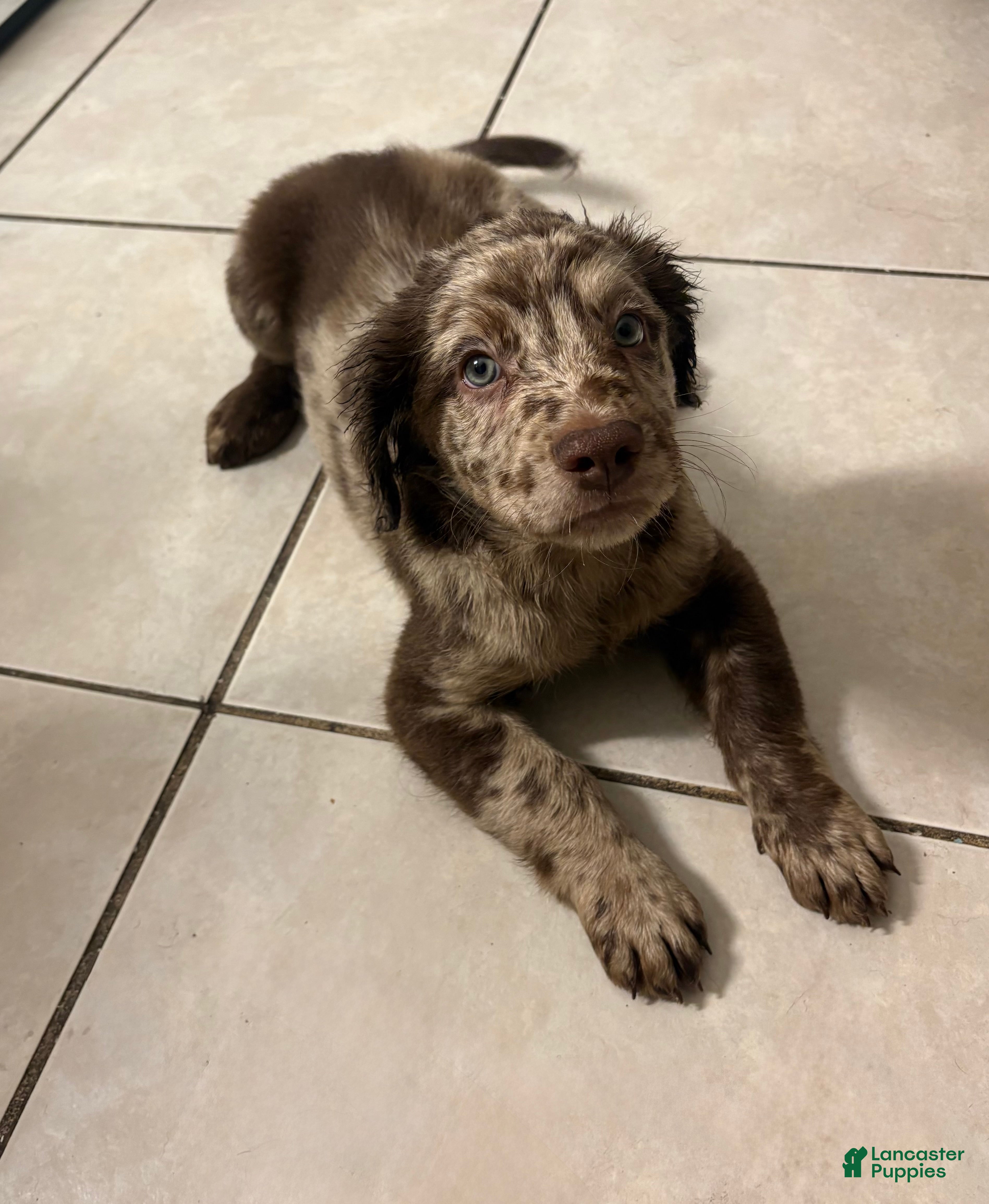 Goldendoodle dogs Goldendoodle Puppy 2 - Ad 32