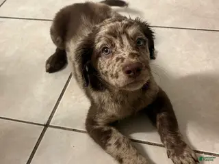 Goldendoodle dogs Goldendoodle Puppy 2 - Ad 32