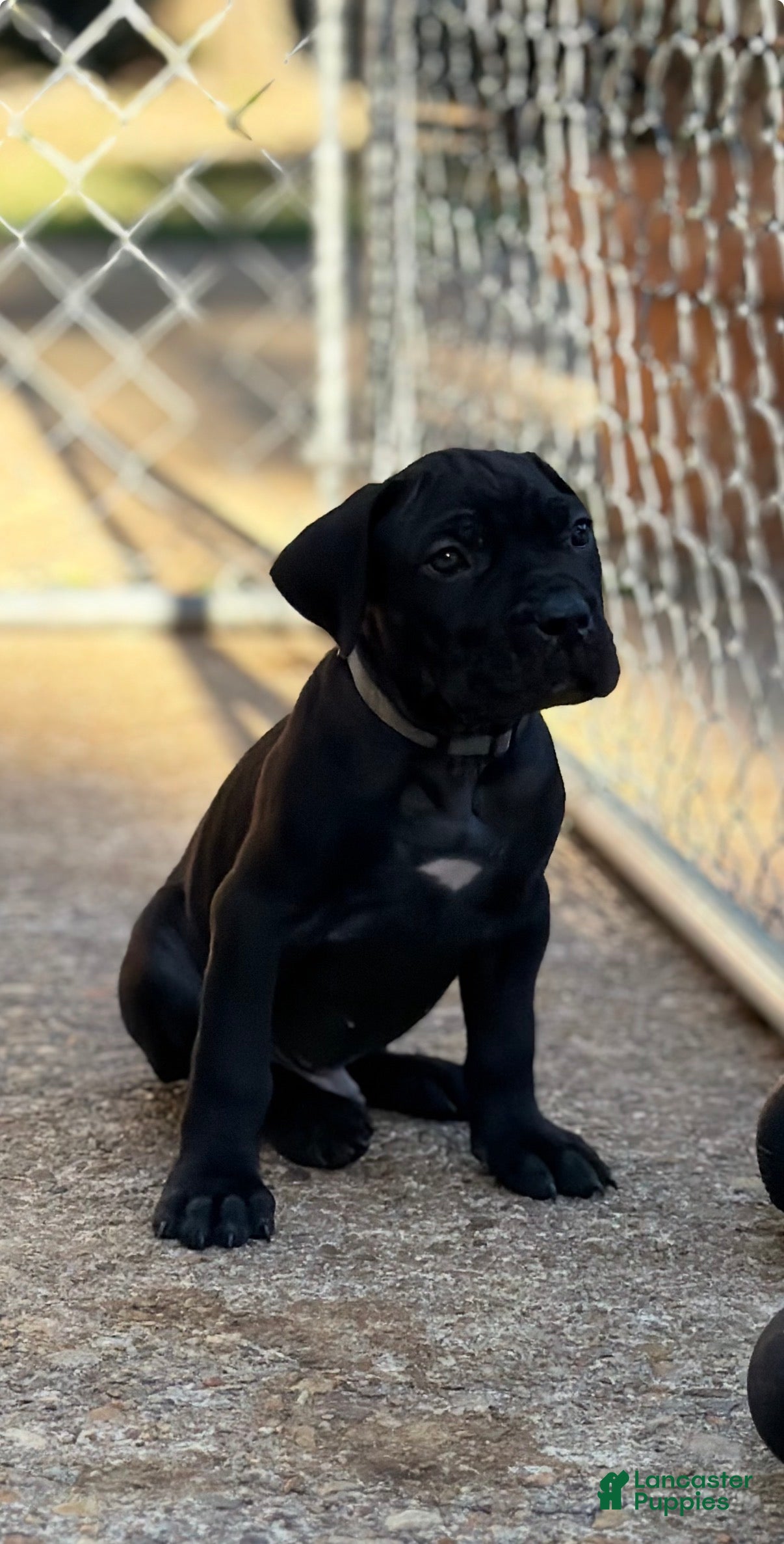 Cane Corso dogs for sale: Cane Corso (Grey) - Ad 2