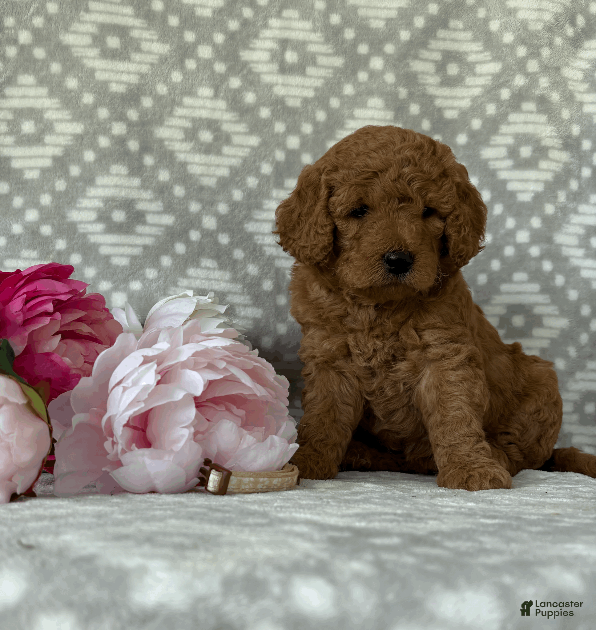 Goldendoodle dogs for sale: Magnolia - Ad 3