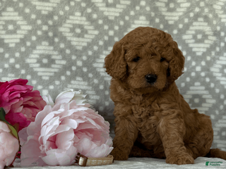 Goldendoodle dogs for sale: Magnolia - Ad 3