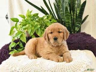 Golden Retriever dogs for sale: Sage - Ad 3