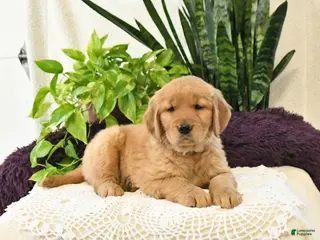 Golden Retriever dogs Sage - Ad 30