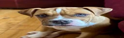 Alapaha Blue Blood Bulldog dogs for sale: BEA Riot - Ad 4
