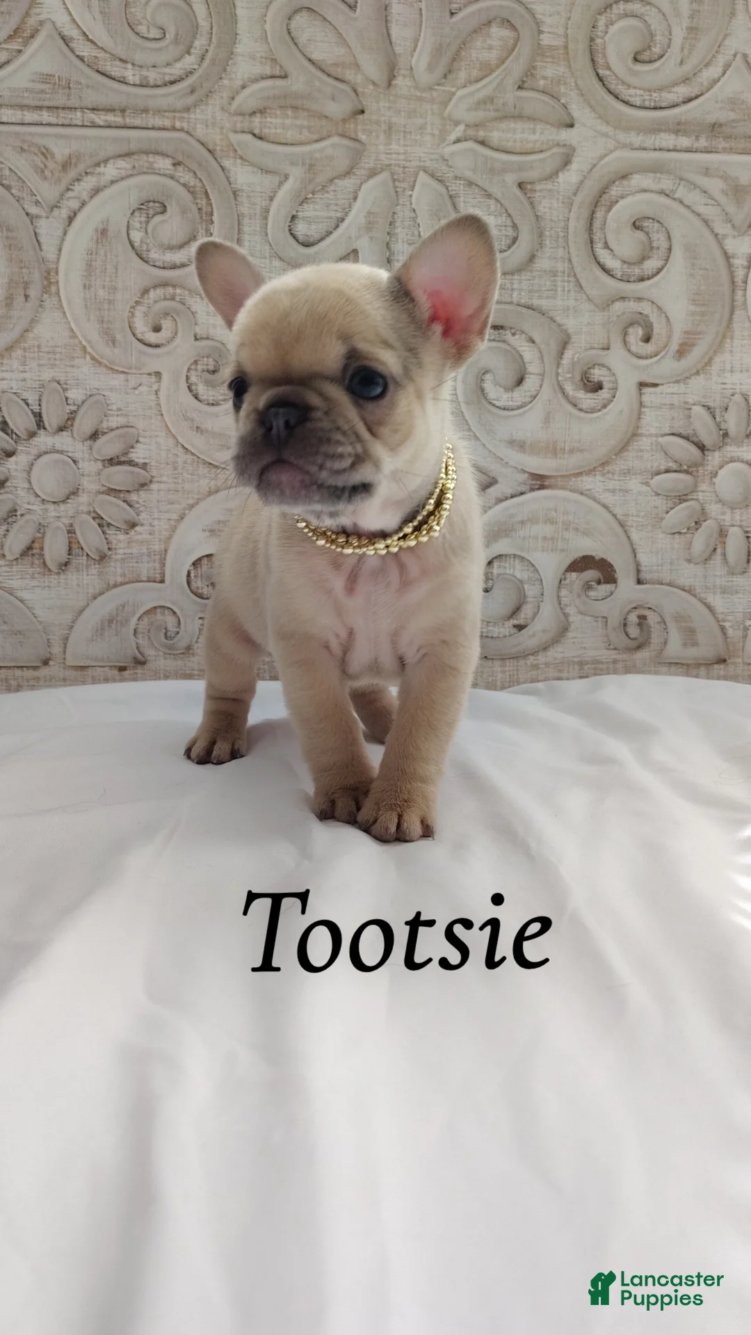 French Bulldog dogs for sale: Tootsie  - Ad 2