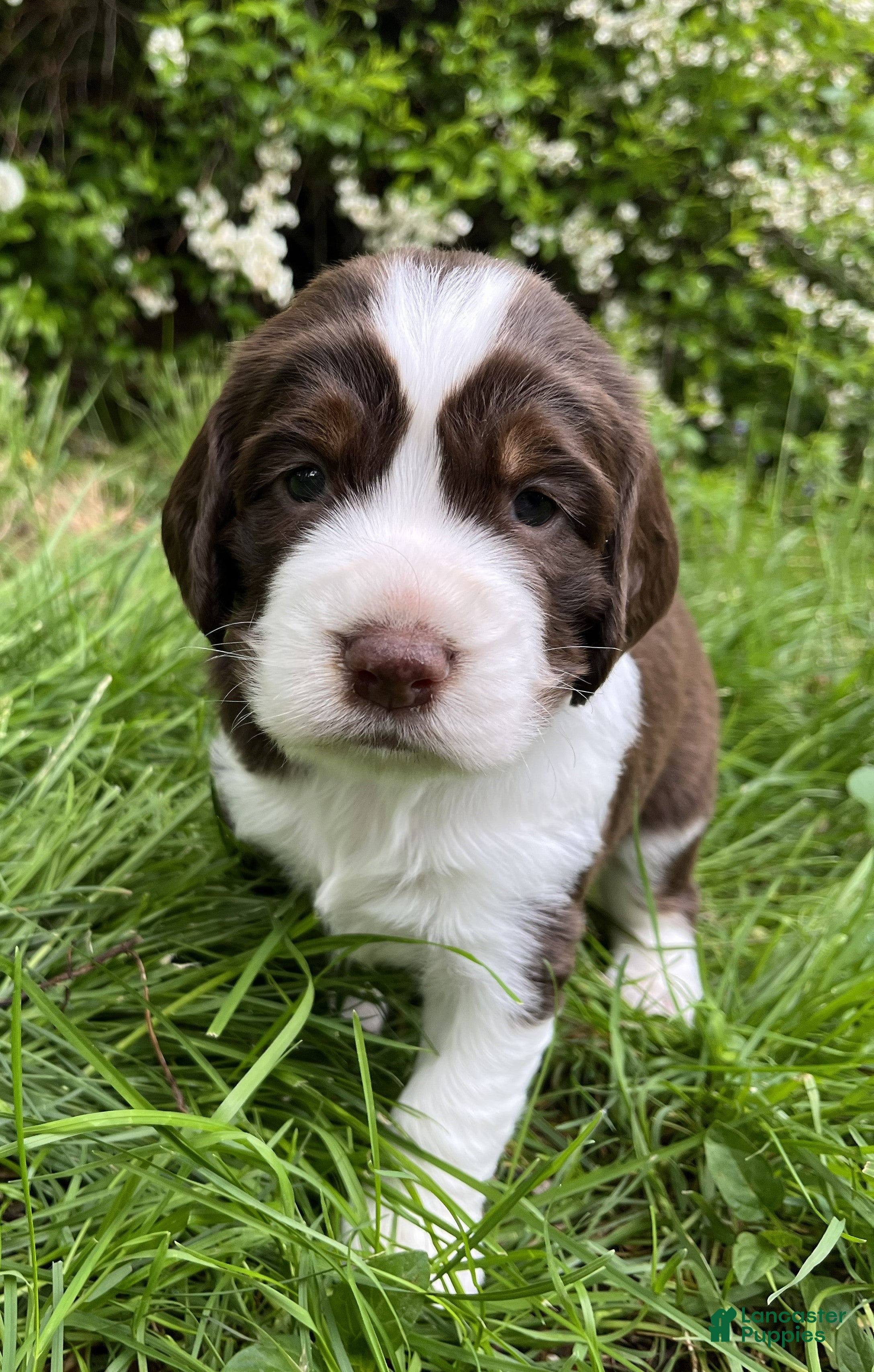 English Springer Spaniel dogs Syrup - Ad 33