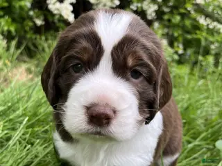 English Springer Spaniel dogs Syrup - Ad 35