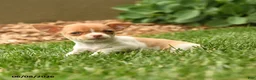 Chihuahua dogs for sale: Judy - Ad 4