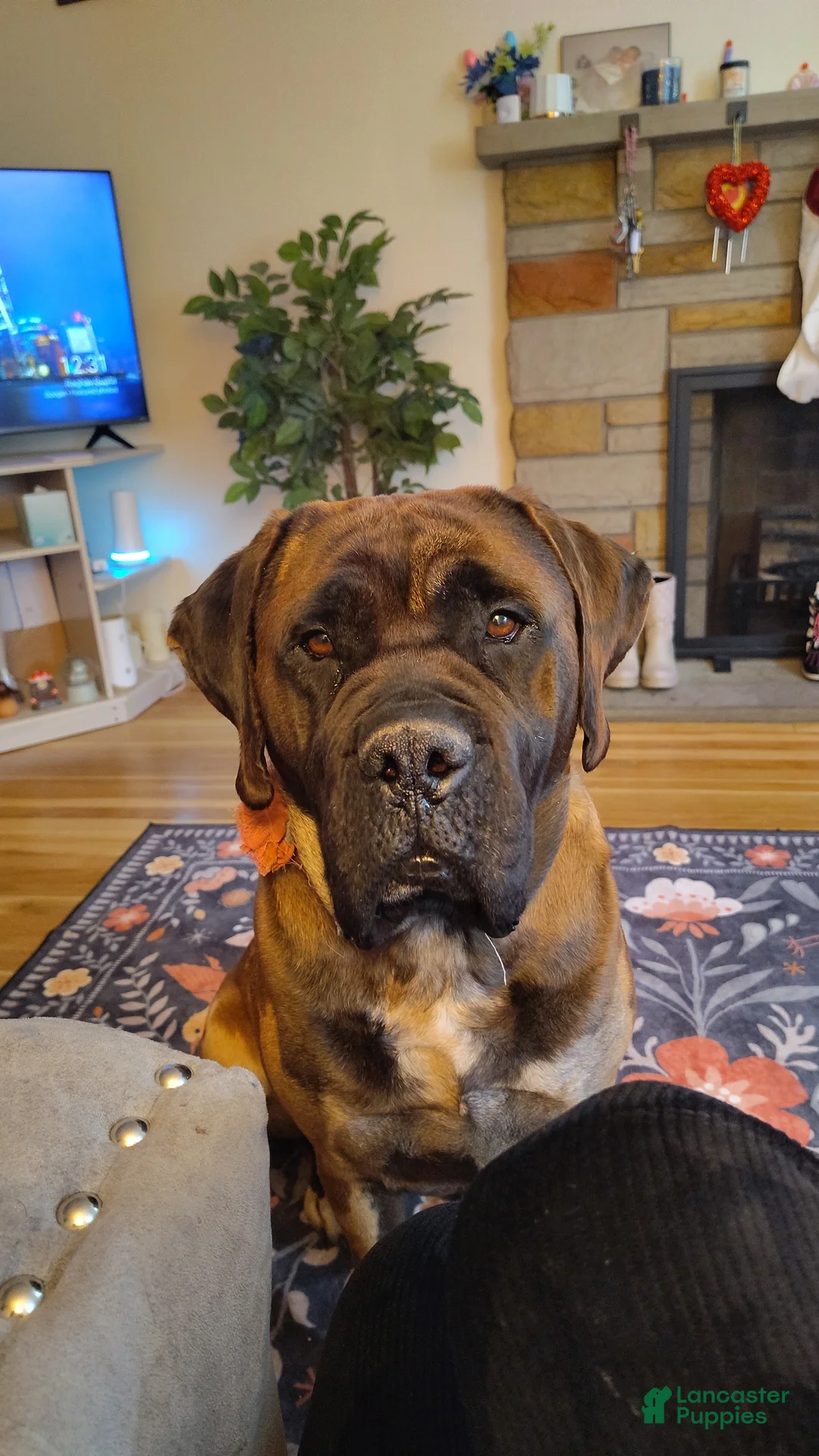 Mixed Breed dogs for sale: Mixed Breed Puppy 2 - Ad 2