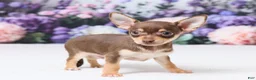 Chihuahua dogs for sale: Peanut - Ad 4
