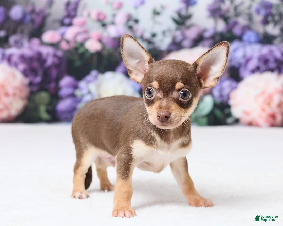 Chihuahua dogs for sale: Peanut - Ad 4