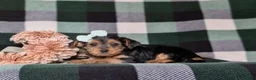Yorkiepoo dogs for sale: Kalima - Ad 6