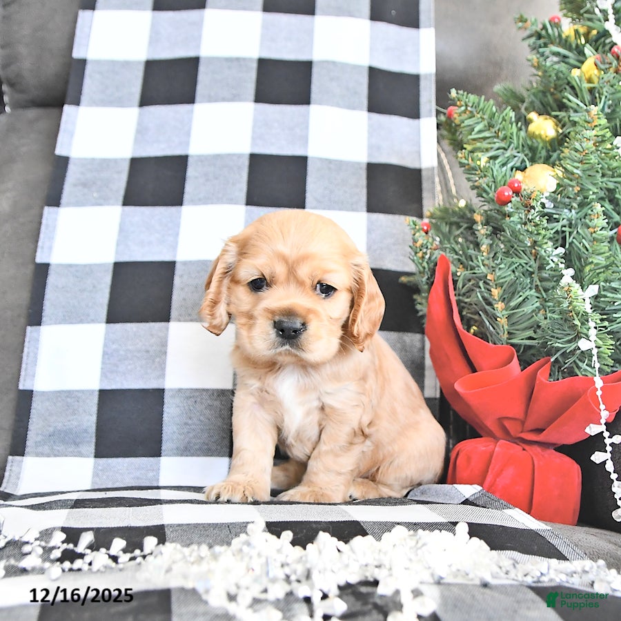 Cocker Spaniel dogs Winter - Ad 16