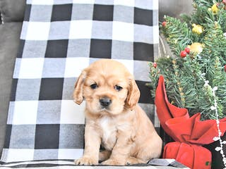 Cocker Spaniel dogs Winter - Ad 30