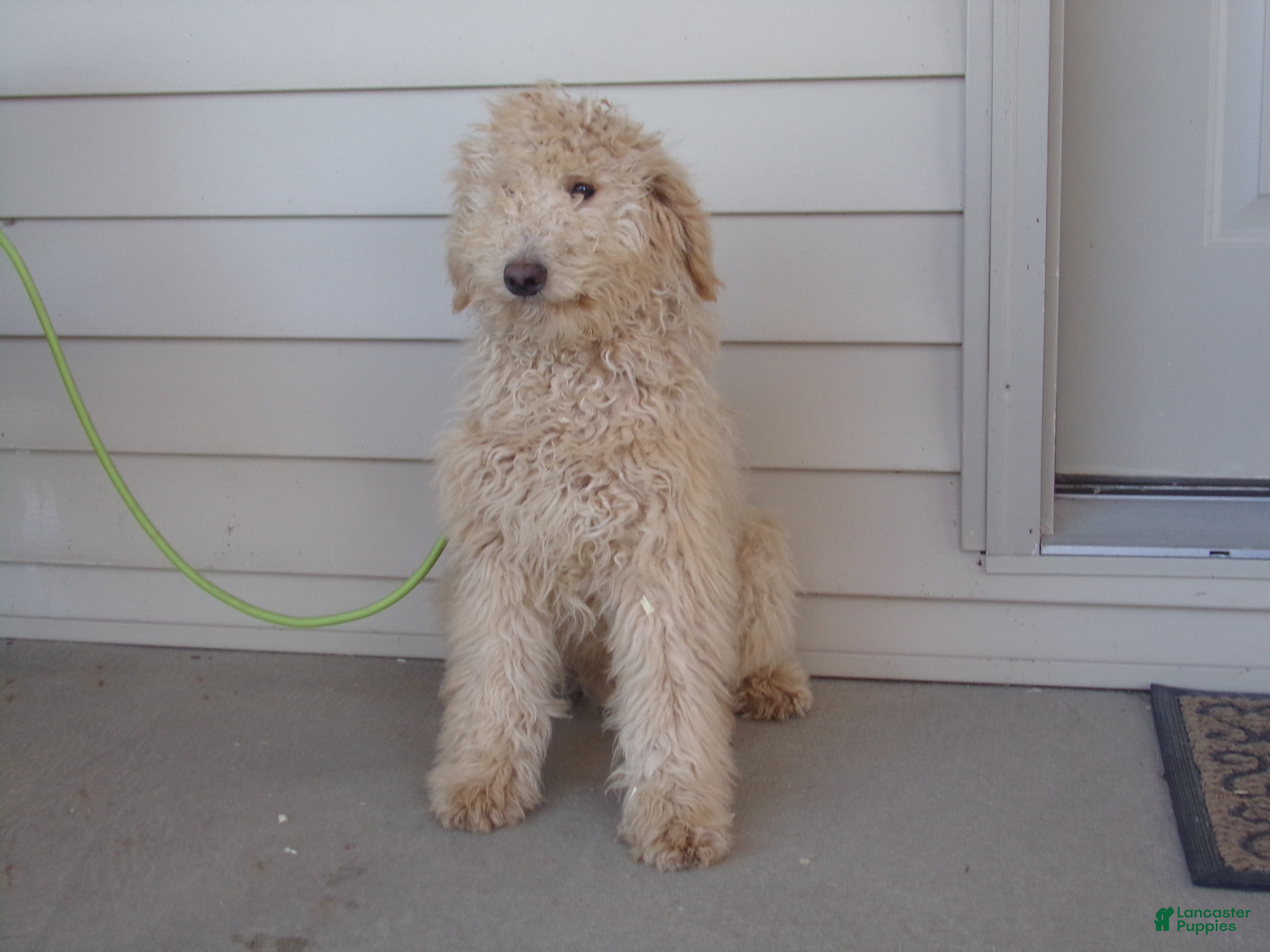 Aussiedoodle dogs Ralph - Ad 1